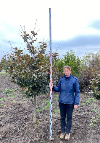 Fagus sylvatica 'Purpurea Latifolia' Fagus sylvatica 'Purpurea Latifolia'